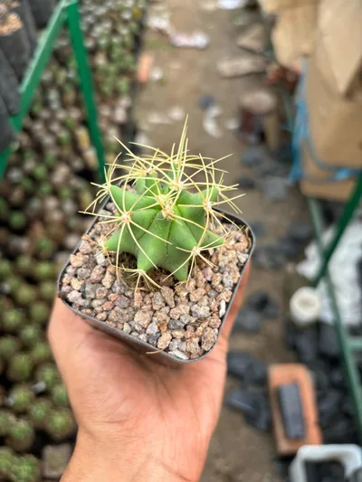 Cactus Fero Glaucescens ( Bare root )
