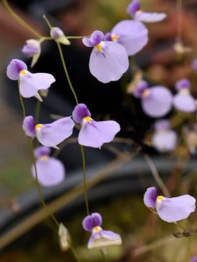 Utricularia Blanchetii