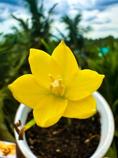 Rain Lily Jonesi