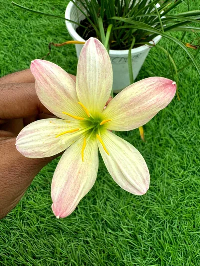 Rain Lily Callor