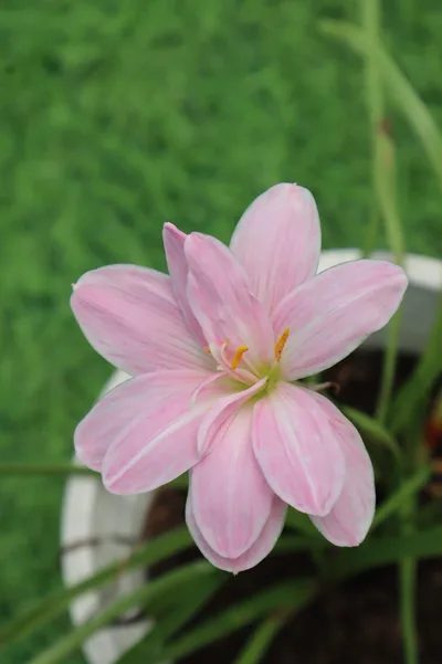 Rain Lily Sweet Pink