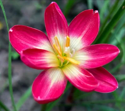 Rain Lily Red Master — thumbnail 5