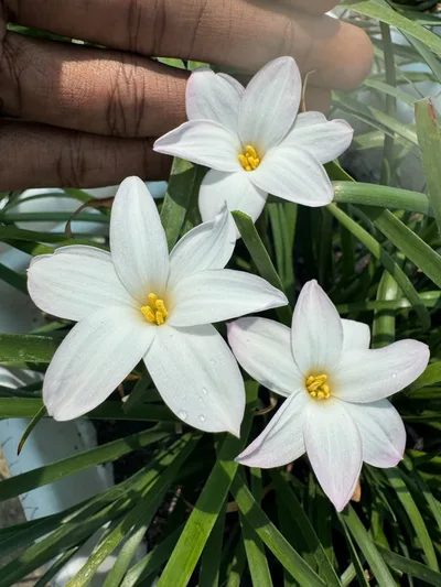 Rain Lily Summer Ice — thumbnail 3