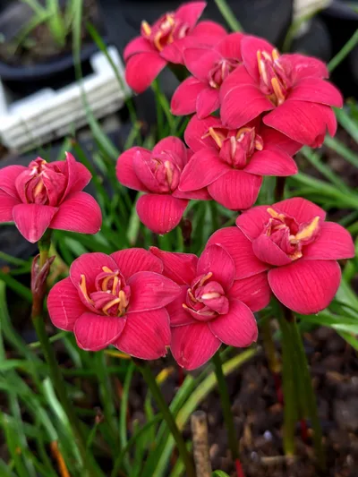 Rain Lily DW 73