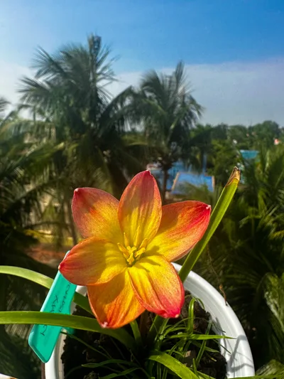 Rain Lily Wishy wish — thumbnail 3