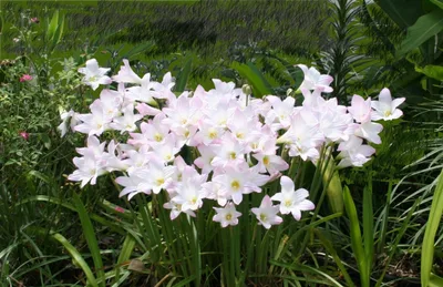 Rain Lily Habranthus Robustus Russell