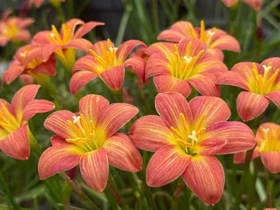 Rain Lily Crimson Sunset — thumbnail 4