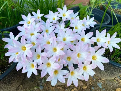 Rain Lily Bubble
