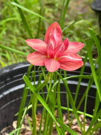 Rain Lily Sila lai , Sila Rai — thumbnail 2