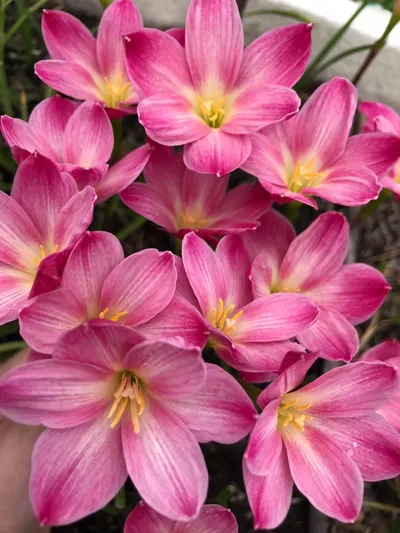 Rain Lily Rayrai — thumbnail 3