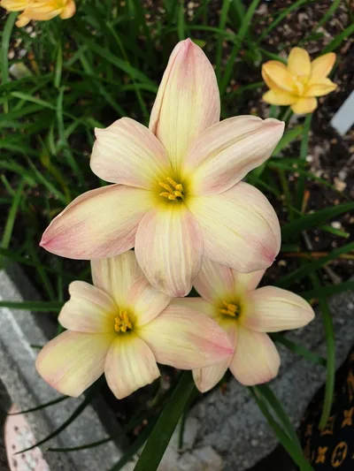 Rain Lily Smiley Moon — thumbnail 1