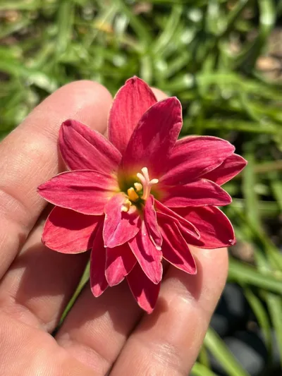 Rain Lily silver edge
