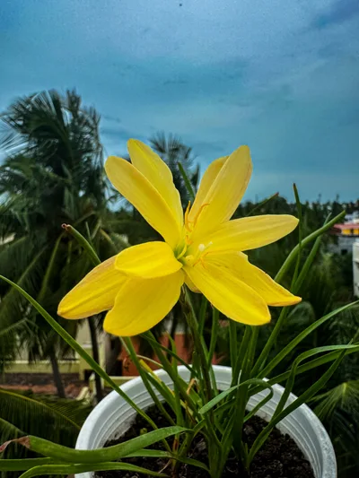 Onam Lily Pookalam — thumbnail 1