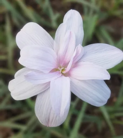 Rain Lily Apsara — thumbnail 1