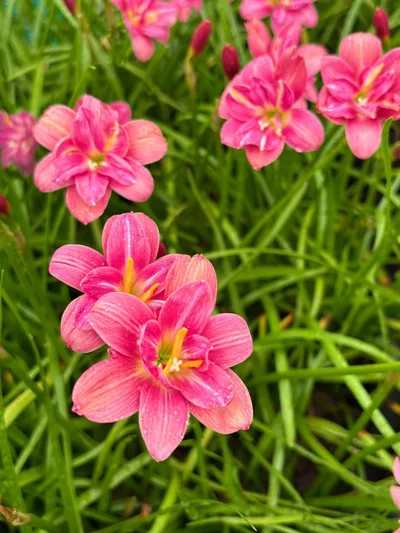 Rain Lily Lucky Pink — thumbnail 2
