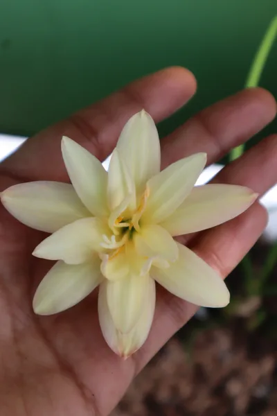 Rain Lily Tamonwan — thumbnail 3