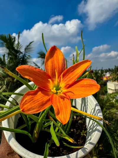 Rain Lily Orange Fire