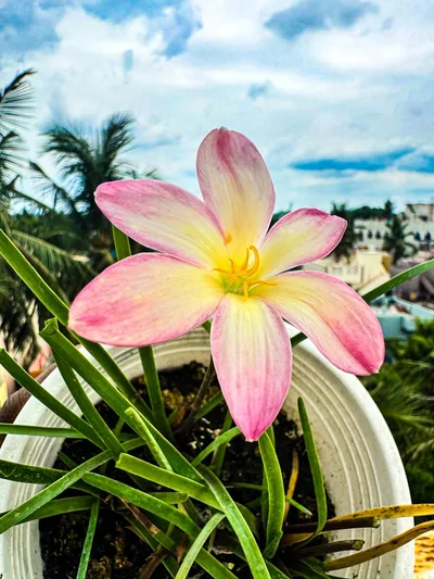 Rain Lily Champa — thumbnail 4