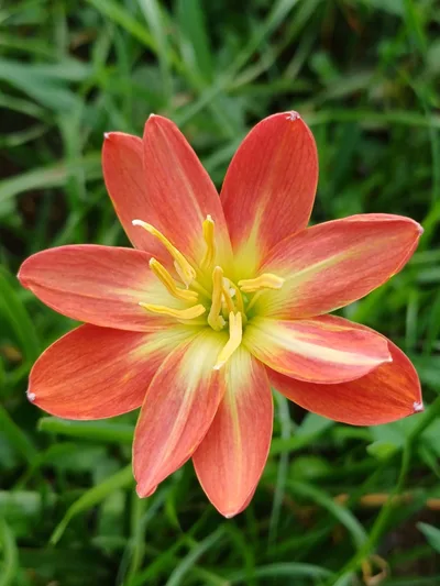 Rain Lily Songkaria — thumbnail 2