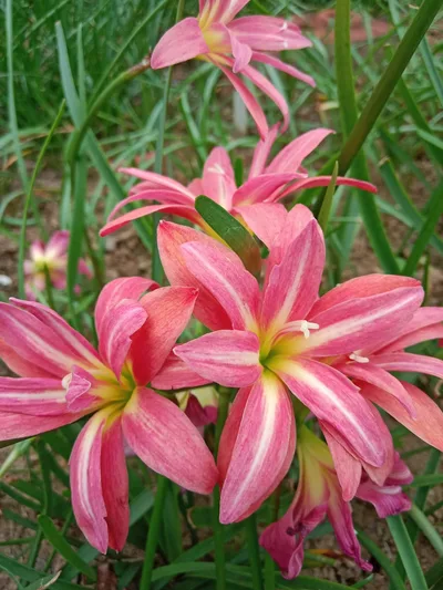 Rain Lily Cassini