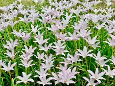 Rain Lily First Love
