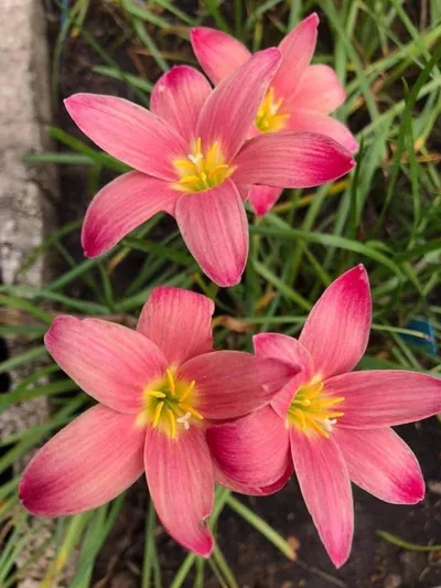 Rain Lily Sassy Pink