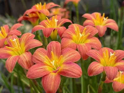Rain Lily Crimson Sunset — thumbnail 3