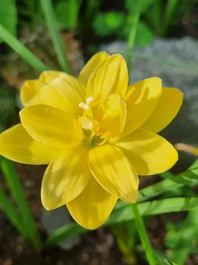 Rain Lily Golden Compass — thumbnail 3