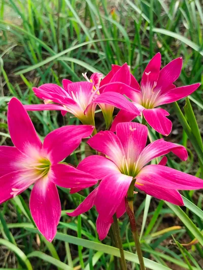 Rain Lily Aris