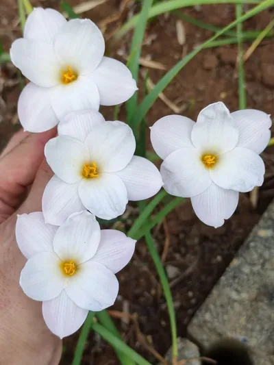 Rain Lily Redneck
