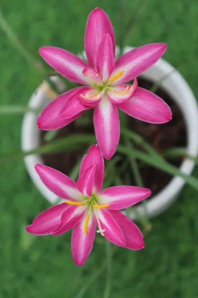 Rain Lily Double Fuschia — thumbnail 1