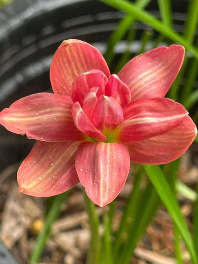 Rain Lily Sila lai , Sila Rai — thumbnail 1