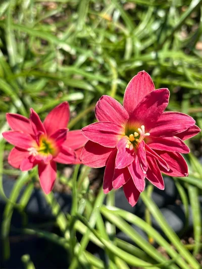 Rain Lily silver edge