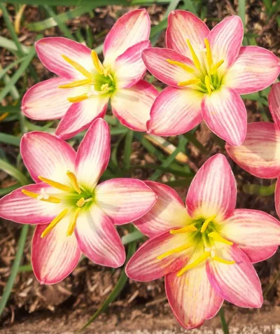 Rain Lily Phanarai, pannarai — thumbnail 1