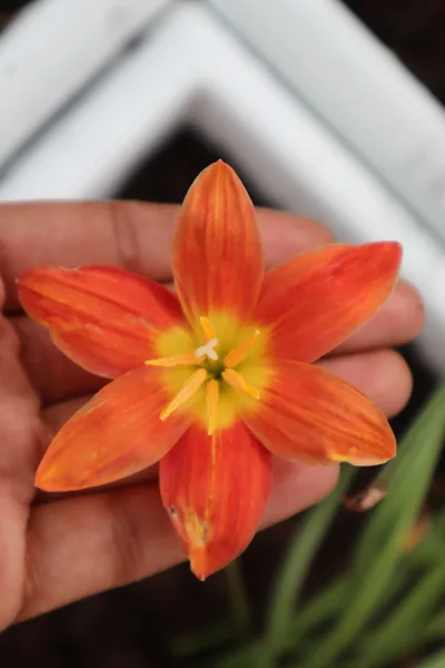 Rain Lily Orange Beam