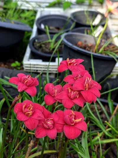 Rain Lily DW 73