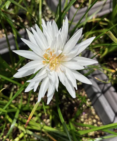 Rain Lily Sparkling Glass — thumbnail 3
