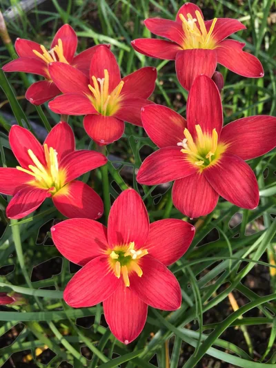 Rain Lily Red Ayothaya — thumbnail 1