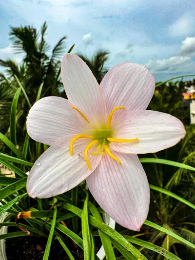 Rain Lily GrandiFlora Spring