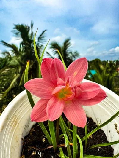 Rain Lily Jintara