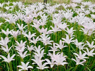 Rain Lily First Love