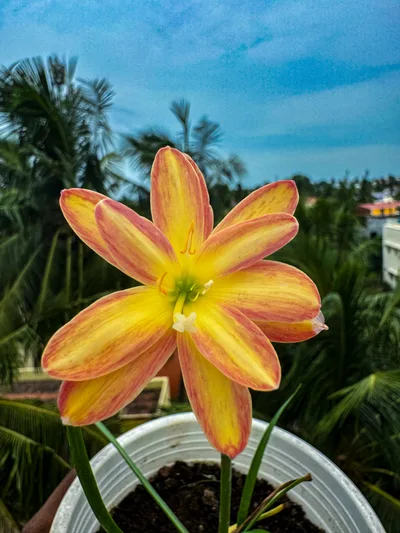 Rain Lily Urania