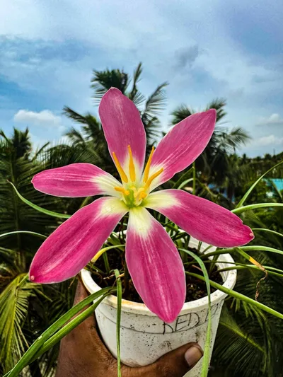 Rain Lily Red Card