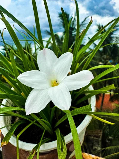 Rain Lily MA