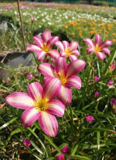 Rain Lily Rose luck