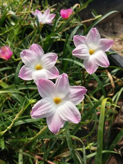 Rain Lily Lily Pie — thumbnail 3