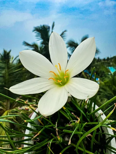 Rain Lily Candida — thumbnail 2