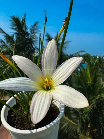 Rain Lily Pride of Gatagone