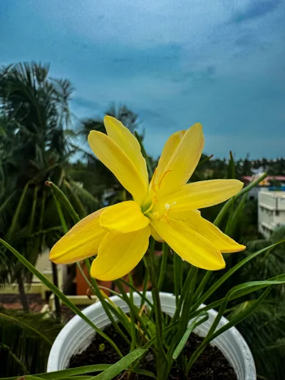 Rain Lily Yellow star