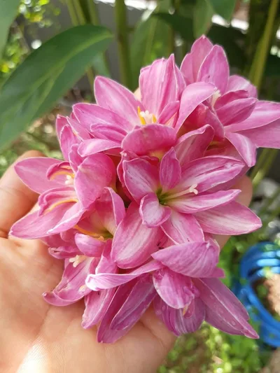 Rain Lily Sandee